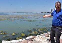 İzmir sahillerini deniz marulu kapladı; su yeşile büründü