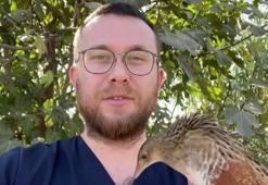 Bıldırcın kılavuzu, göç yolunda kedi saldırısına uğradı