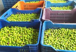 Tescilli sarıulak zeytini bahçede 20 lira