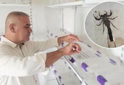 Evinin altına akrep çiftliği kurdu
