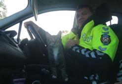 A cat got into the police car to elude dogs chasing it