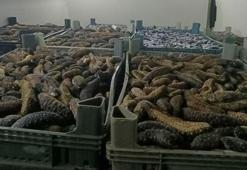 Çanakkale'de 5 ton deniz patlıcanı ele geçirildi
