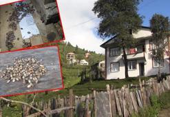 Biyosfer rezerv alanını istila eden böcekler evlere de giriyor