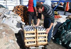 Palamut bolluğu yaşanan Karadeniz'de balıkçıların 'mayın' endişesi