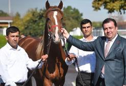 TİGEM'den 14 milyon TL'lik elit tay satışı