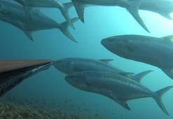 Dev balık sürüsüyle karşı karşıya geldi, o anları su altı kamerasıyla kaydetti