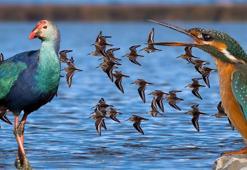 Kızılırmak Deltası Kuş Cenneti'nde en iyi gözlem zamanı