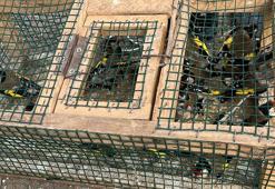 19 saka kuşu avladı, 29 bin 627 TL ceza kesildi