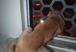 Başı demir korkuluğa sıkışan köpeği itfaiye kurtardı