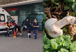 Mantardan 23 kişi zehirlendi, uyarı yapıldı