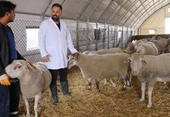 Afyon'da 'Türk Texel' koyunu üretildi