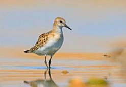 DHA muhabiri çekti, Diyarbakır’da ilk kez görüldükleri ortaya çıktı