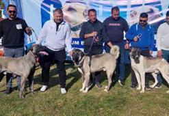 Çorum’da Türk çoban köpeği ırkları birincilik için yarıştı