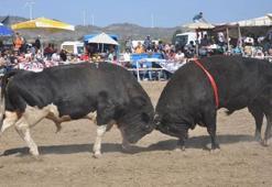 Datça'da geleneksel boğa güreşleri yapıldı, hayvanseverler tepki gösterdi