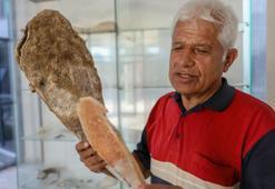 Antalya Körfezi'nde parazitin vurduğu 'pina' tükendi