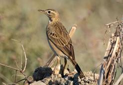 'Mahmuzlu incir kuşu' Antalya'da ilk kez görüntülendi