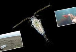 2 milimetreden küçük deniz canlısından da mikroplastik çıktı