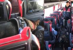 Kırıkkale'de sandviç arasına gizlenmiş uyuşturucuyu 'Tepe' buldu