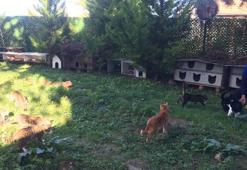 Kiraladığı arsada kurduğu 'Kedi Köyü'nde 200 kediye bakıyor