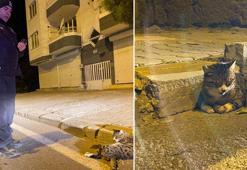 Devriye gezen polis ekibi, yaralı kedinin başından ayrılmadı