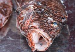 Biyolojik çeşitliğe zarar veren aslan balığı ile mücadelede av yarışması