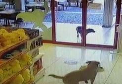 Sokak köpekleri, mağazadan oyuncak pelüş köpeği alıp götürdü
