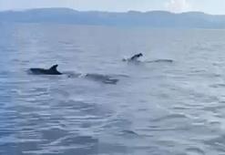Akbük Koyu'nda yunus sürüsü görüntülendi