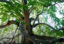 10 bin anıt ağaç, bakanlık korumasında