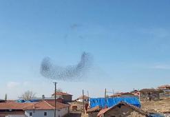 Çorum semalarında sığırcık sürüsü güzelliği