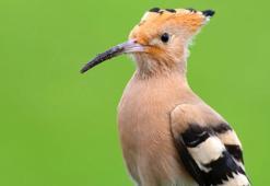 Kuş Cenneti'nde 'kamuflajlı' fotoğrafçılık