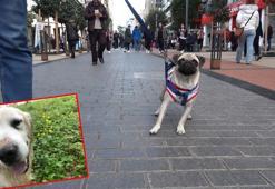 Trabzon'da sahipli köpeklere 'ağızlık' kararı tartışması