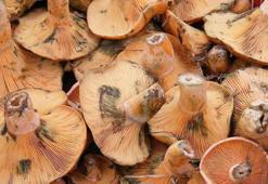 Prof. Dr. Aydın: Doğadan toplanılan mantarlar kesinlikle yenmemeli