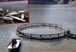 2 milyon metreküp suyu kalan Zernek Baraj Gölü'nde balık ölümleri