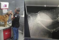 Topallayan köpeğin bacağından 200'den fazla 'saçma' çıktı