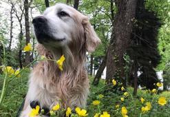 Trabzon'da sahipli köpeklere 'ağızlık' kararı geri çekildi