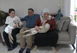Annesiz kalan ikiz kuzulara evde bebek gibi bakıyorlar