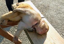 Adana'da piknik alanında maymun buldular