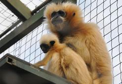 Nesli tükenmekte olan gibon çiftinin yavrusu dünyaya geldi