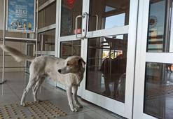 Sahibinin peşinden adliyeye giren 'Haydut'u avukat dışarı çıkardı