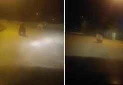 Artvin'de bozayının sokaklarda yiyecek araması kamerada