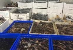 Çanakkale'de 1 ton deniz patlıcanı ele geçirildi