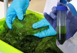 İzmir Körfezi'ndeki deniz marulları, ekonomiye kazandırılacak