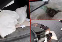 Bagajdaki çuvalda bulunan kedileri motosikletli fark etti
