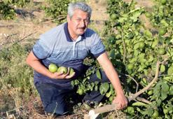 Limon bahçesindeki 600 ağacı köklerinden kestiler