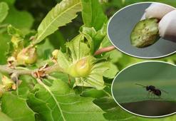 Doğu Karadeniz'de 'katil arı'ya karşı 30 bin böcekle mücadele