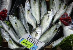 Deniz soğumadı, Marmara Denizi'nde beklenen lüfer akını gecikti