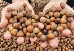 Rekabet Kurulu'ndan, fındık firmasına soruşturma