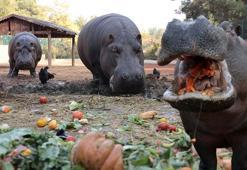 2 tonluk su aygırlarına özel kış menüsü