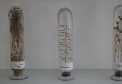 Endemik bitki türleri için doku ve DNA bankası