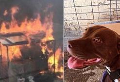 Pitbull cinayetine 6 yıla kadar hapis istemi